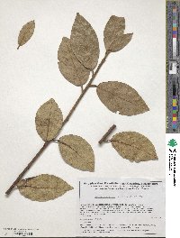 Laurus azorica image