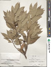 Laurus nobilis image