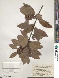 Laurus nobilis image