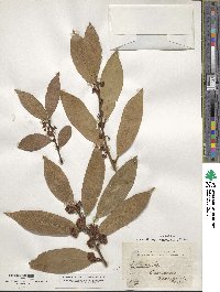 Laurus nobilis image