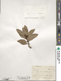 Laurus nobilis image