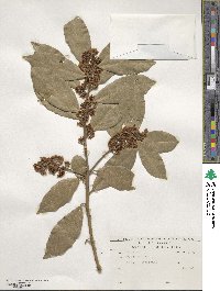 Laurus nobilis image