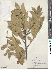 Laurus nobilis image