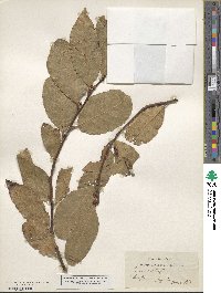 Laurus nobilis image