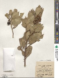 Laurus nobilis image