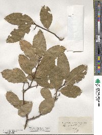 Laurus nobilis image