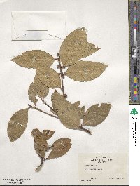 Laurus nobilis image