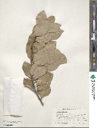 Laurus azorica image