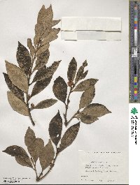 Laurus nobilis image