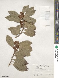 Laurus nobilis image