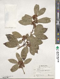 Laurus nobilis image