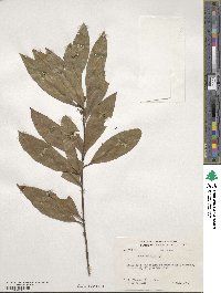 Laurus nobilis image