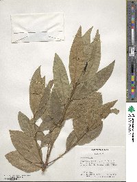 Laurus nobilis image