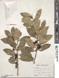 Laurus nobilis image