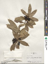 Laurus nobilis image