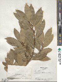 Laurus nobilis image