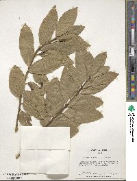 Laurus nobilis image