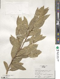 Laurus nobilis image