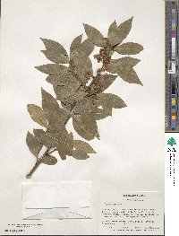 Laurus nobilis image