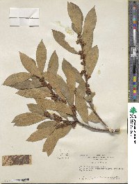 Laurus nobilis image