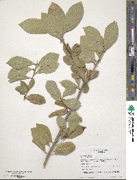 Laurus nobilis image