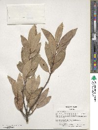 Laurus nobilis image