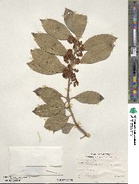 Laurus nobilis image