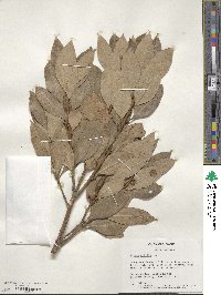 Laurus nobilis image