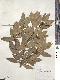 Laurus nobilis image