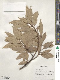 Laurus nobilis image