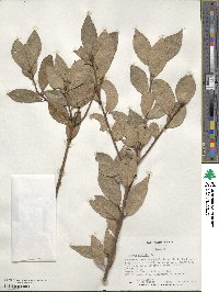 Laurus nobilis image