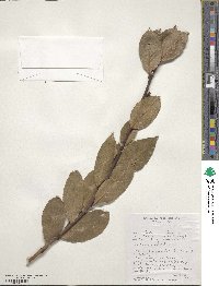 Laurus nobilis image