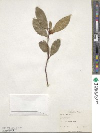 Laurus nobilis image