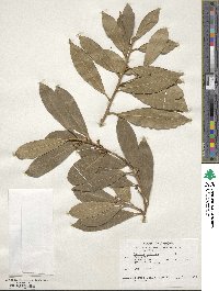 Laurus nobilis image