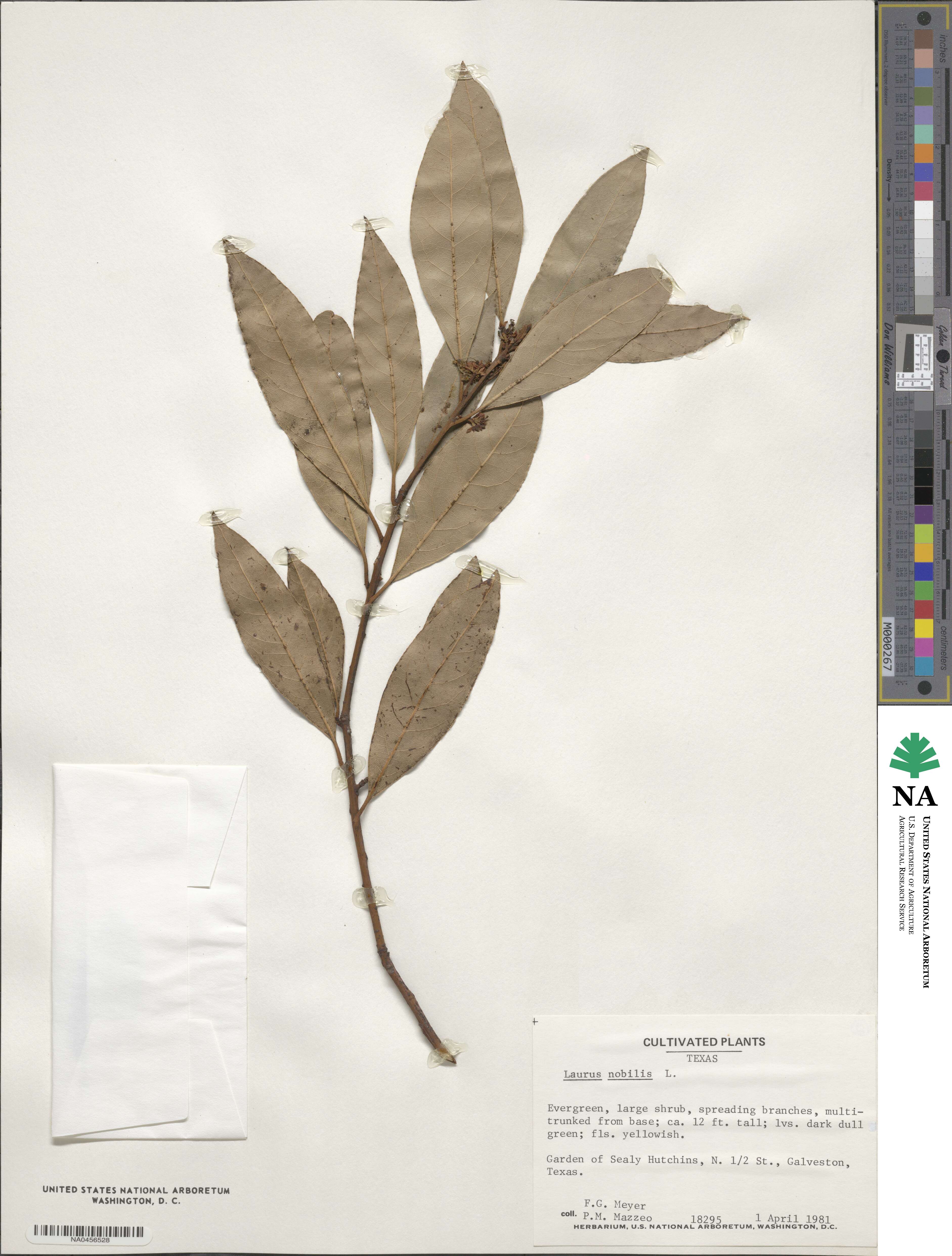 Laurus nobilis image