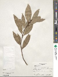 Laurus nobilis image