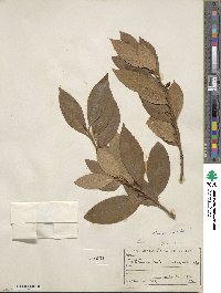 Laurus nobilis image