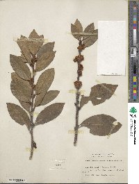 Laurus nobilis image