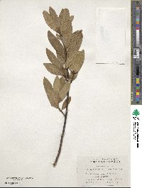 Laurus nobilis image