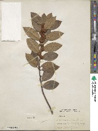 Laurus nobilis image