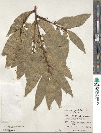 Laurus nobilis image