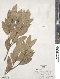 Laurus nobilis image