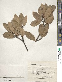 Laurus nobilis image