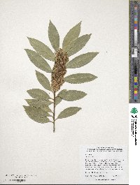 Laurus nobilis image