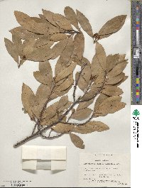 Laurus nobilis image