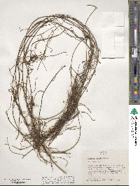 Cassytha filiformis image