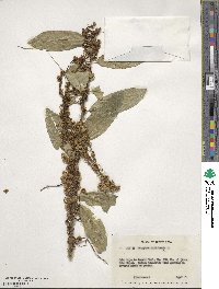 Cassytha filiformis image