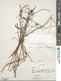 Cassytha filiformis image