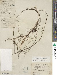 Cassytha filiformis image