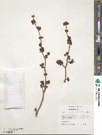 Lindera praecox image